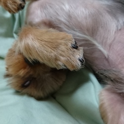 サマーカットにしても、暑いものは暑いのです。