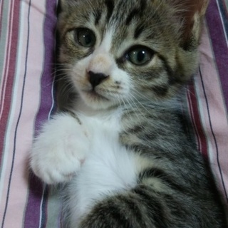 元気なキジ白の女の子　デイジーちゃん