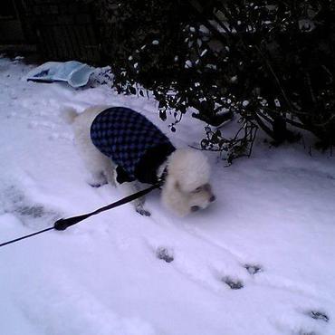 毎朝の散歩は私の担当でした。