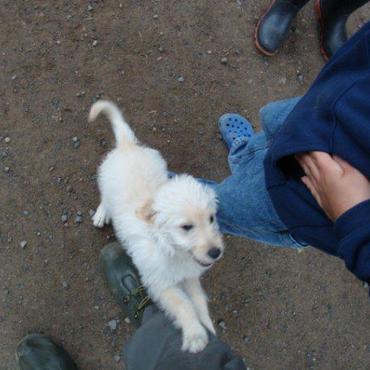 バウンダリーウォーター（国立公園）のワンコ