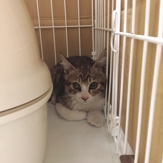 白キジ☆子猫里親募集☆