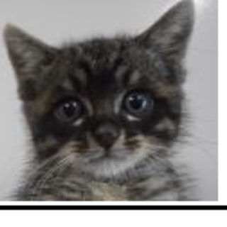 保護団体様の引き出しが決まりました。