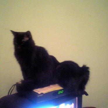 冬のN.Y.は寒くニャンコの指定席はテレビの上でした。