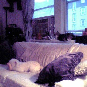 はじめKew Gardenのシングルマザーと中学の娘さん家のワンコとニャンコです。