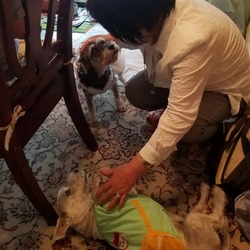 「今年も再会ワン!(^^)!」サムネイル2