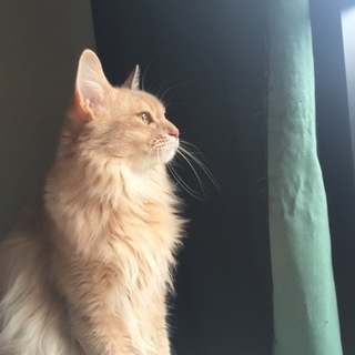 ソマリの女の子（2才）