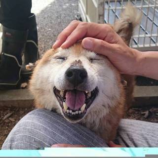 【命が繋がりました】健気で可愛い老柴犬