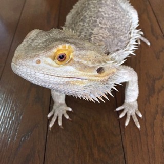 フトアゴヒゲトカゲです