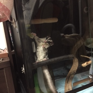 里親になって頂ける方を探しています。