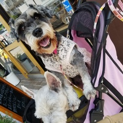 「今年も再会ワン!(^^)!」サムネイル3