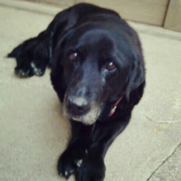 ハッピー(先代)