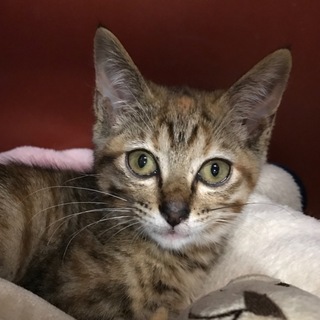 はちみつカラーのミエル＊大人しい良い子です。