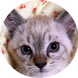 ＊子猫里親会＊一時預かりボランティアさん募集説明会