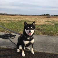 なのは（パチ）