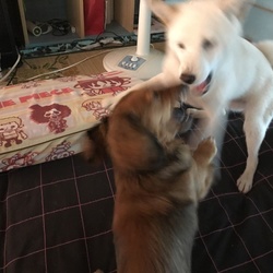 暴れん坊達☆彡