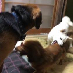 「暴れん坊達☆彡」サムネイル2