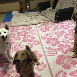 「暴れん坊達☆彡」サムネイル3