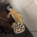 ヒョウモントカゲモドキ レオパ 募集中