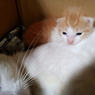 里親様決定いたしました*ฅ´ω`ฅ*