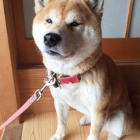 國廣ラム