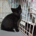 黒猫ファン必見!!　生後2ヶ月兄弟里親募集!!
