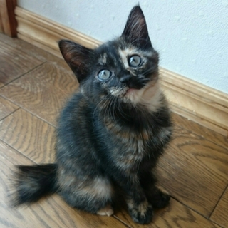 イースター生まれのはんじゅくちゃん！