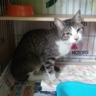 ！急募！この子の里親さんになってください。