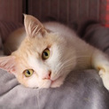 クリーム色がきれいな大人猫・ピートくん