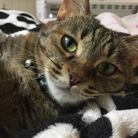 ココ