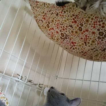 空汰にもハンモックをプレゼント