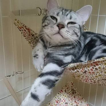 大好きなハンモックでご機嫌