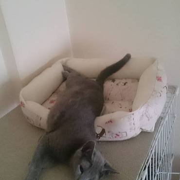 枠にはまらない豪快なビビリ