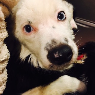 里親さんになって下さい。