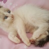 人懐っこい子猫ちゃん サムネイル2
