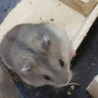 ブルーサファイア２ヶ月