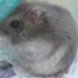 ブルーサファイア ｵｽ