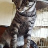 ♂子猫里親募集中！ サムネイル5
