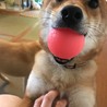 「よさく」柴犬♂ サムネイル5