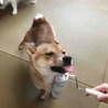 「よさく」柴犬♂ サムネイル6