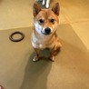 「よさく」柴犬♂ サムネイル7