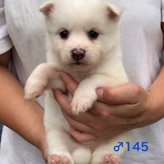 ♂145 里親募集です！