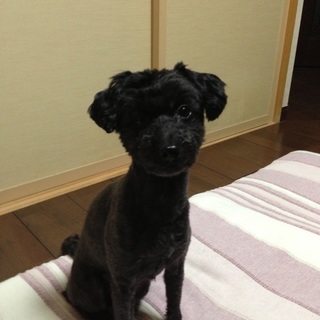 里親募集中です。