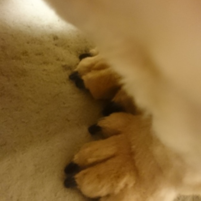 ゐぬむらゐぬこのカバー写真