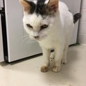 緊急募集！　とても慣れている大人猫のしぐれちゃん