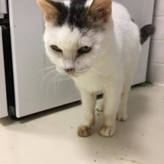 緊急募集！　とても慣れている大人猫のしぐれちゃん