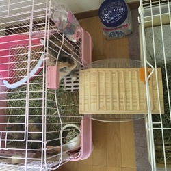 「ケージを拡張！」サムネイル2