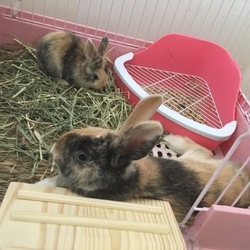 「ケージを拡張！」サムネイル3