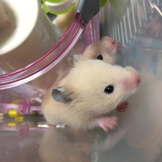 キンクマハムスターの里親さん募集中です