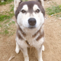 シベリアンハスキー1歳4カ月
