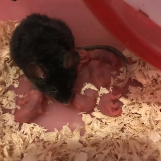 テディーマウスの赤ちゃん